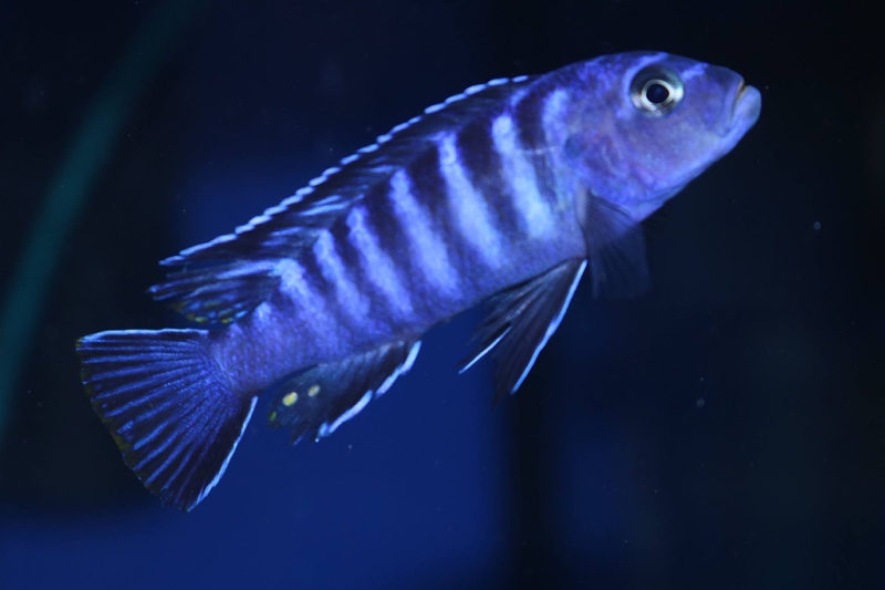 Maylandia sp. 'elongatus chidunga' Chidunga Rocks